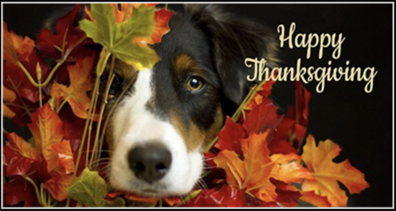 CREATING A PET-FRIENDLY THANKSGIVING
